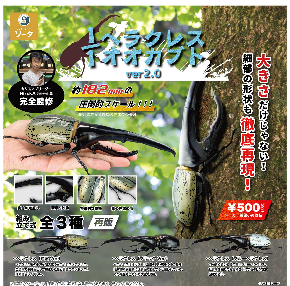 500Herculesbeetlever.2.